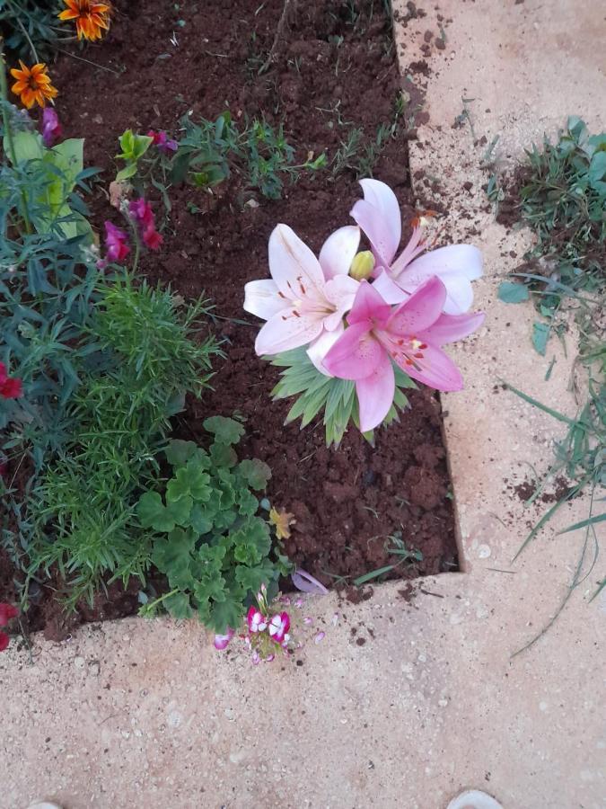 מלון Vlorë Rey Garden 2 מראה חיצוני תמונה